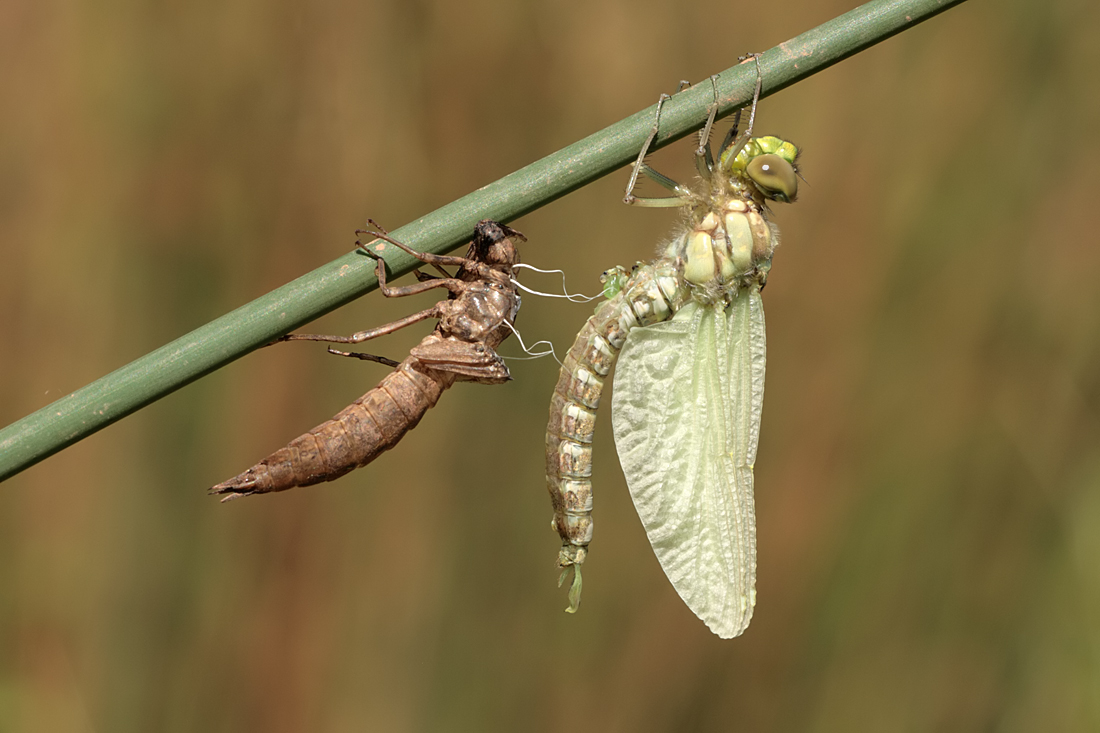 2008 (7) JULY Southern Hawker, newly emerged 